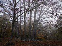 Trofa du Camperi